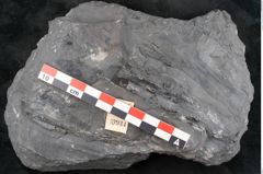 Foto (Detailansicht) von Diplothmema andraeanum Roehl (NHMW-GEO-2024-0188-10934)